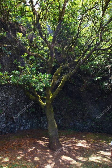 El árbol de Garoe el árbol sagrado de los antiguos habitantes de la