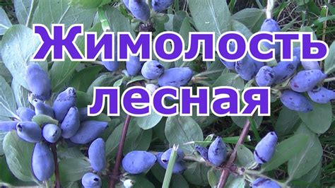 Жимолость лесная съедобная растет в саду. - YouTube