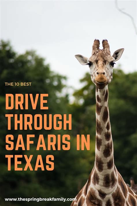 best drive through zoo in texas - Gerda Mcnamara