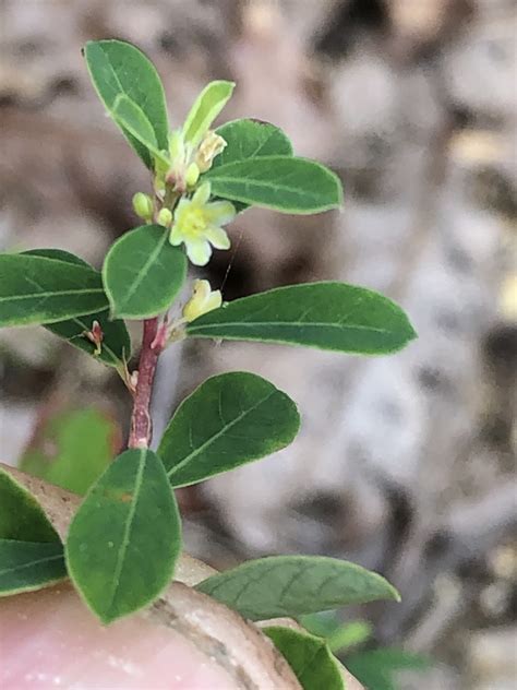 Phyllanthus Peninsularis Peninsularis From La Paz Mx Bs Mx On