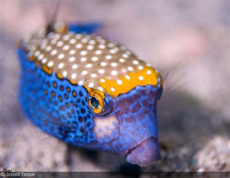 Reef Fish Portrait Underwater Photography