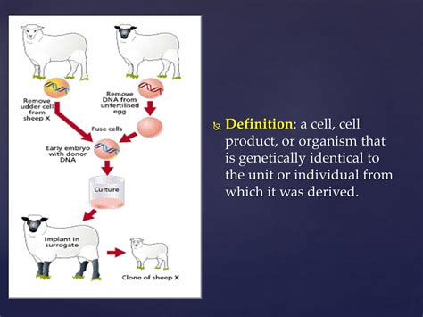 Ppt Animal Cloning Powerpoint Presentation Free Download Id1821274