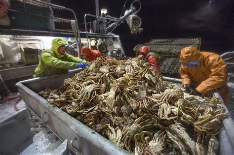 Alaska Cancels Snow Crab Season For The First Time