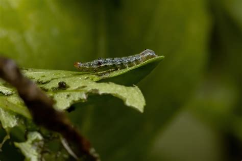 How To Get Rid Of Cutworms