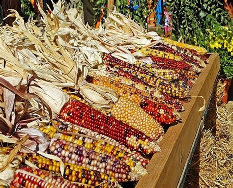 Native Glass Gem Corn Rainbow On A Cob Daves Garden