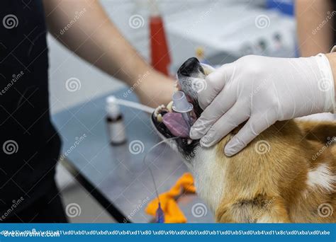 The Veterinarian Inserts a Laryngoscope into the Dog& X27;s Mouth for ...