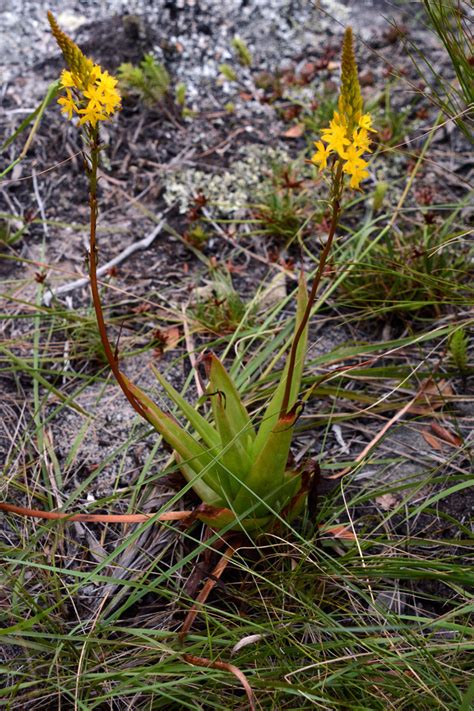 Bulbine Natalensis Asphodelaceae Image At Phytoimages Siu Edu