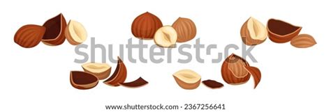 Hazelnut Kernel Cracked Shell Husk Vector Stock Vector Royalty Free