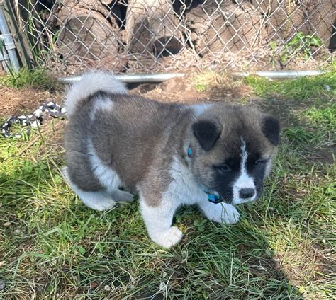 Akita Puppies For Sale In Idaho