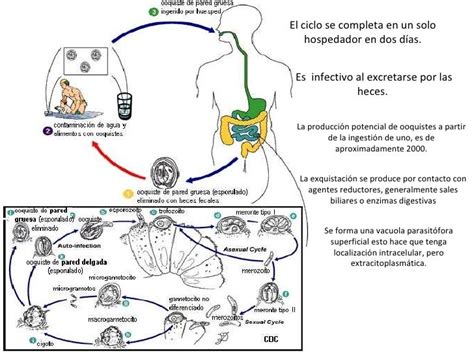 Cryptosporidium Parvum Ciclo De Vida Pdf