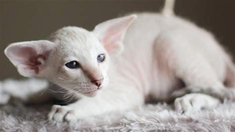 Peterbald: Cat Breed Information | Котята, Кошки, Котенок