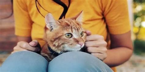 Why Do Cats Like To Sit On Laps Classified Mom