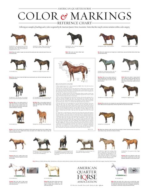 Quarter Horse Color And Markings Chart