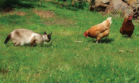 6 Factors That Cause Stress In Chickens - Hobby Farms