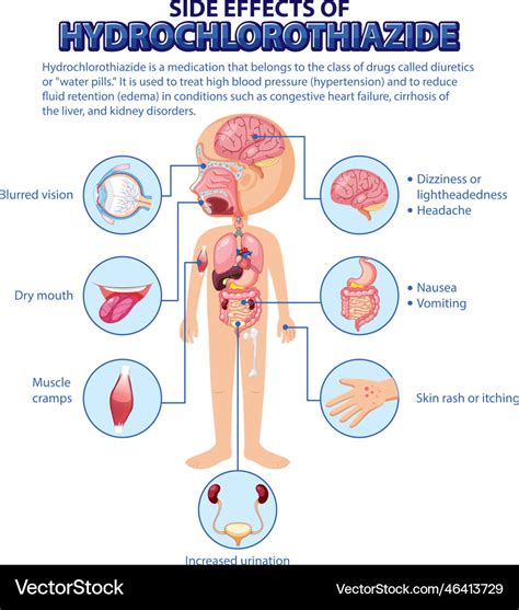 Human anatomy diagram cartoon style Royalty Free Vector