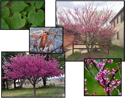 AMERICAN REDBUD Hinsdale Nurseries Welcome To Hinsdale Nurseries