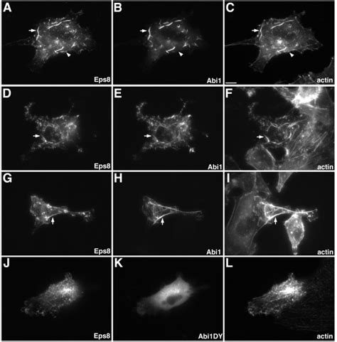 Mouse B16 F1 Melanoma Cells ATCC Bioz