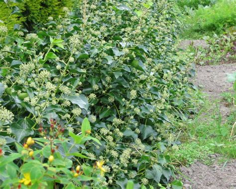 Hedera Helix Arbori Compact Arbustes Floraison Automnale