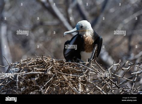 Magnificent Frigate Bird Fregata Magnificens North Seymour Island