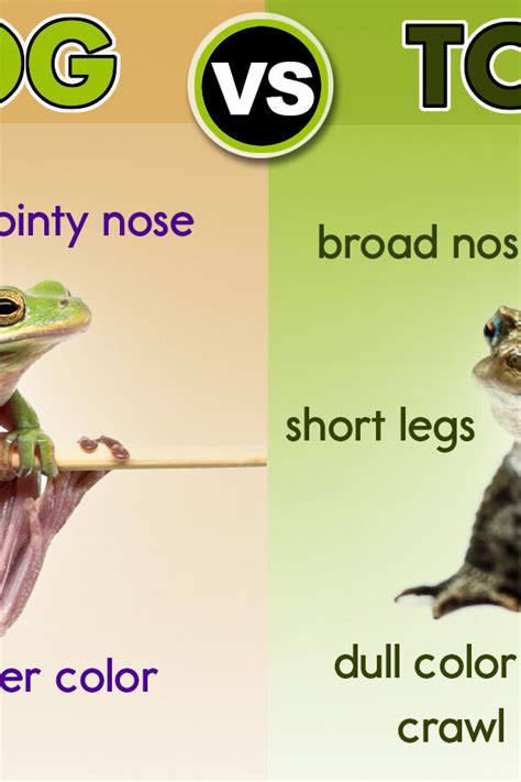 10 Differences Between A Frog And A Toad YourDictionary