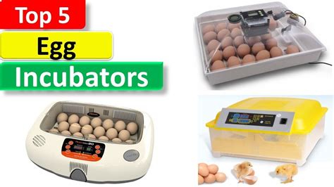 Top 5 Egg Incubators 2019 5 Best Egg Incubators Reviews YouTube