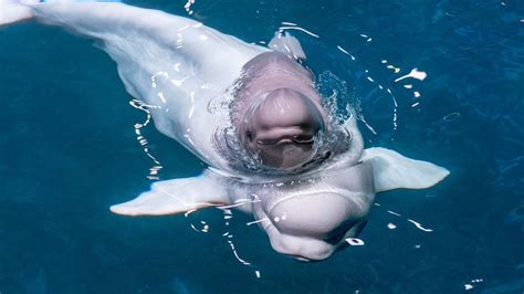 Adorable Beluga Whale Calf Born At Chicago Aquarium Youtube