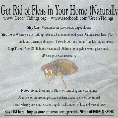 Fleas In My Bed How To Get Rid Of Them - Bed Western