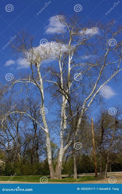 American Sycamore Tree Leaves At Phinizy Swamp Nature Park, Georgia ...