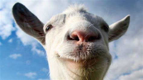 Download White Goat Face Wallpaper