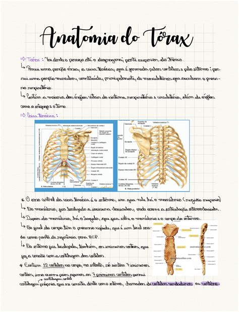 Solution Anatomia Do T Rax Studypool