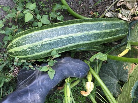 What Do You Do With A Giant Zucchini Robinne Weiss