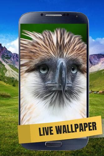 Philippine Eagle Live Wallpaper For Android Apk Download