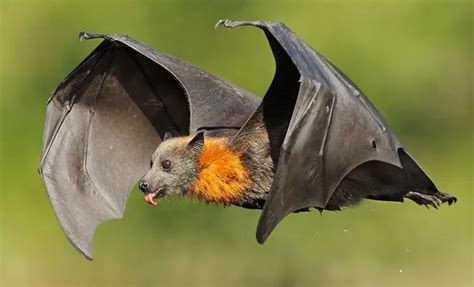 Калонг или гигантская летучая лисица | Animal photo, Animals, Fruit bat