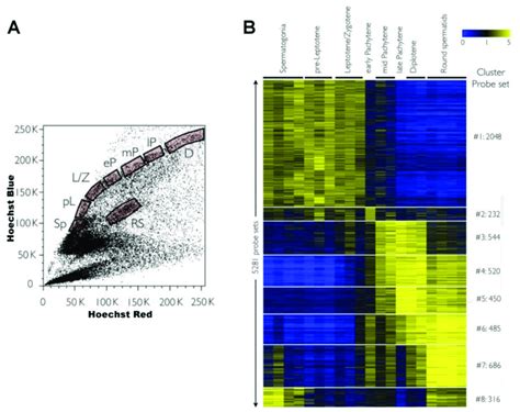 Pioneer Study Of Massive Gene Expression Along Mouse Spermatogenesis