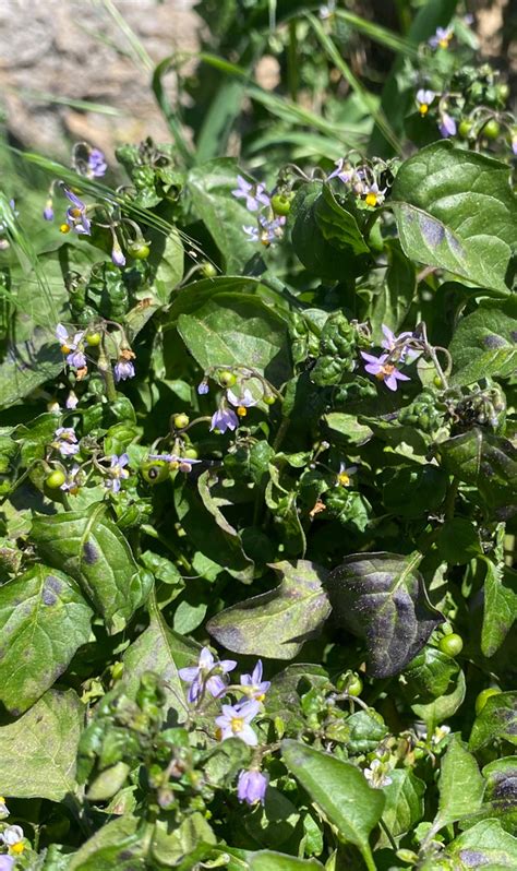 American Black Nightshade From Madrona Marsh Preserve Nature Center