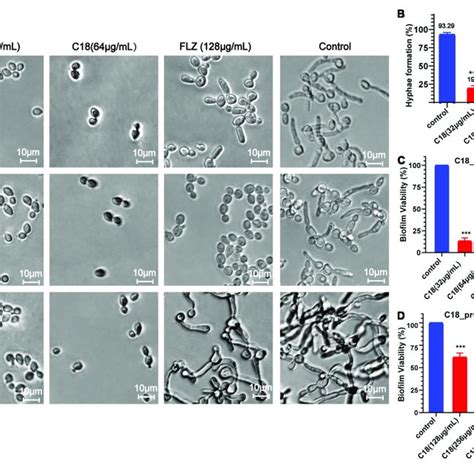 Effect Of C18 On Morphogenesis And Biofilm In Candida Albicans A