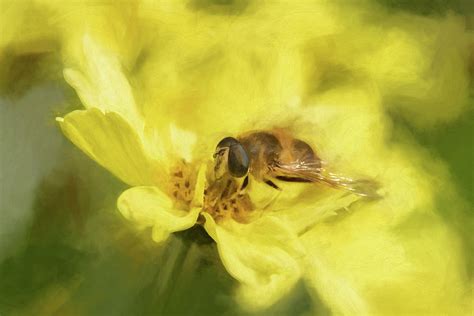 Digital Oil Painting Of A Bee Or Honeybee Apis Mellifera Collecting