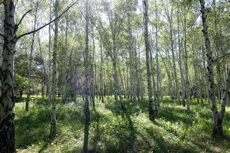 Birch Grove On Sunny Day In Spring Stock Image Image Of Garden Grove