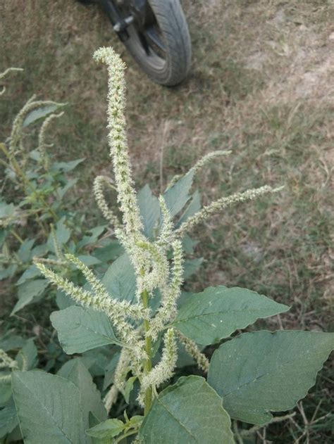 Spinach Flowering Best Flower Site