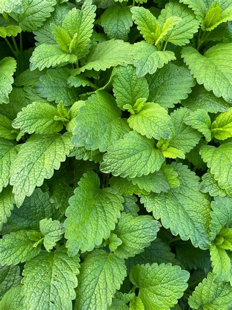 Photo of Green Peppermint Plant · Free Stock Photo