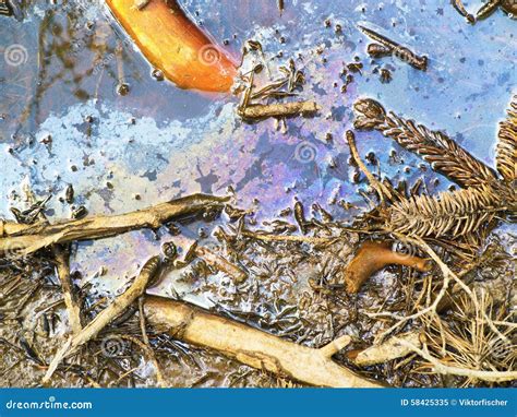 Polluted Wetland Water Stock Image Image Of Unclean 58425335