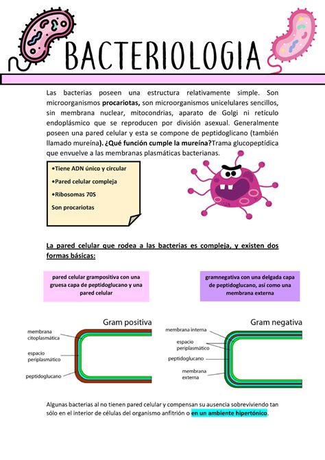 Bacteriologia Clase Bacterias Bacteriologia Las Bacterias Poseen