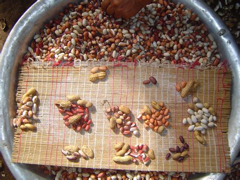 UGA scientists trace the origins of the peanut