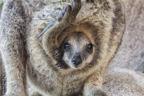 The baby kangaroo Stock Photo | Adobe Stock