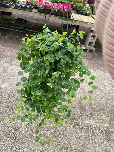 Creeping Fig Ficus Repens 6 Pot Indoor Live House Plant Etsy Live