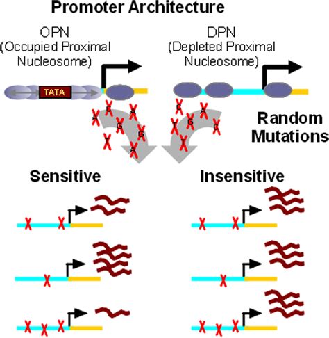 Nucleosome Organization Affects The Sensitivity Of Gene Expression To