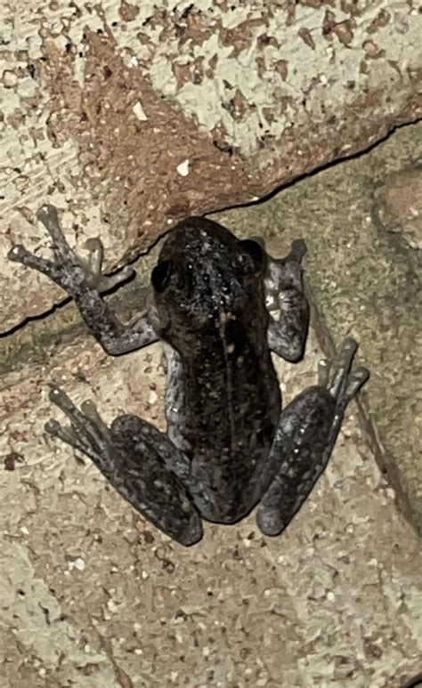 Northern Tinker Frog