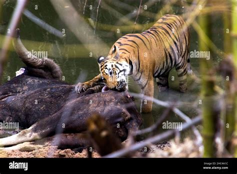 Closeup shot of a tiger eating a bull in the forest Stock Photo - Alamy