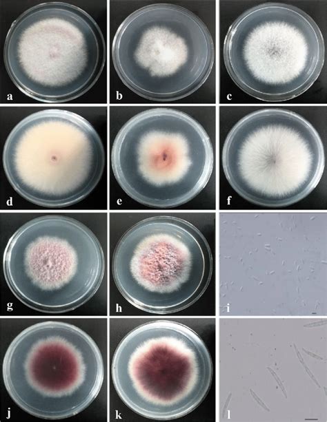 Fusarium Oxysporum