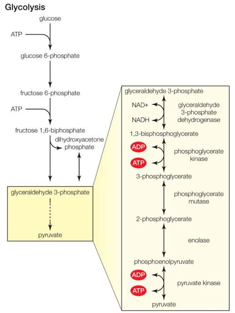 Gluconeogenesis Vs Glycolysis Health Guide Net